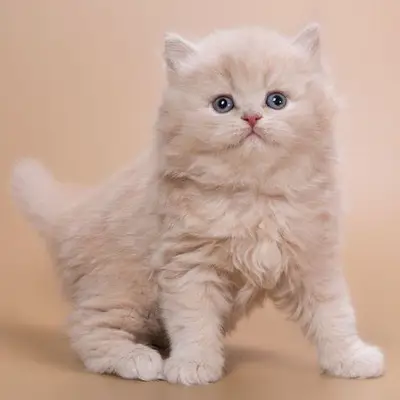 Fawn Persian cat for sale, healthy kitten at a reasonable price.