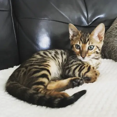Bengal cat for sale, healthy kitten at a reasonable price.