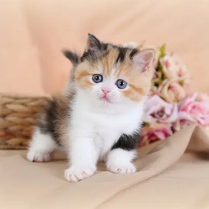 Calico Persian cat for sale healthy kitten at reasonable price