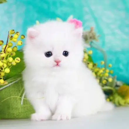 White Persian cat for sale healthy kitten at reasonable price