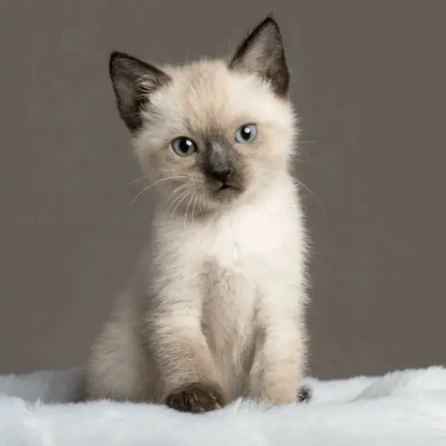 Siamese cat for sale, healthy kitten at a reasonable price.