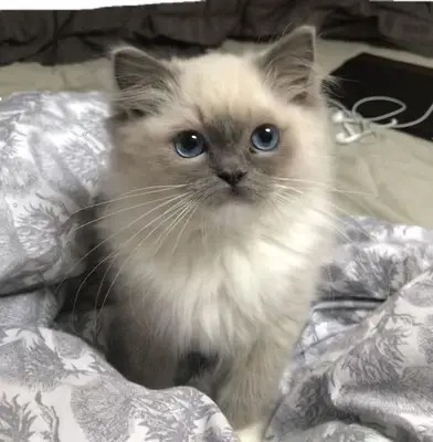 Himalayan cat for sale, healthy kitten at a reasonable price.