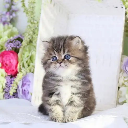 Tabby Persian cat for sale, healthy kitten at a reasonable price.