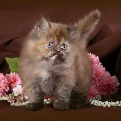 Tortoiseshell Persian cat for sale, healthy kitten at a reasonable price.