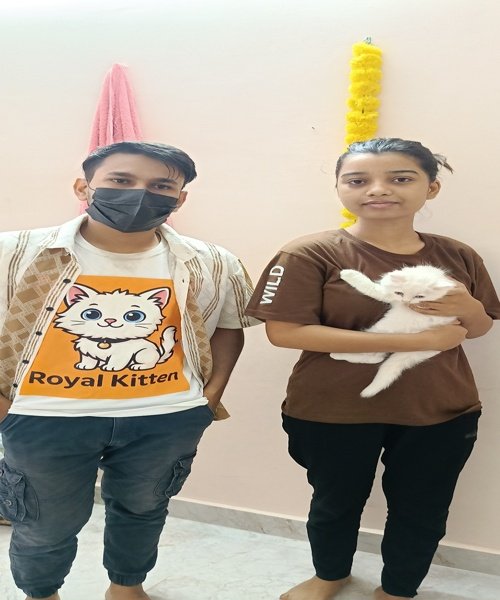 Family who chose to buy kitten online from trusted breeders