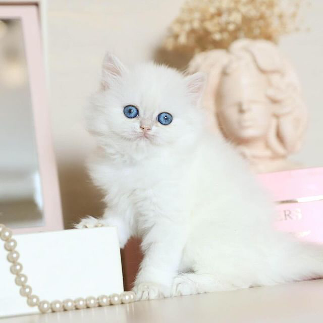 Blue Eyes Persian cat for sale, healthy kitten at a reasonable price.