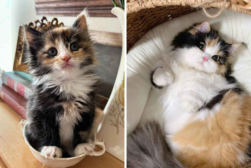 buy a calico persian cat