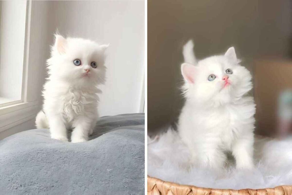 Buy a white Persian cat – Pure Home-Bred Kitten