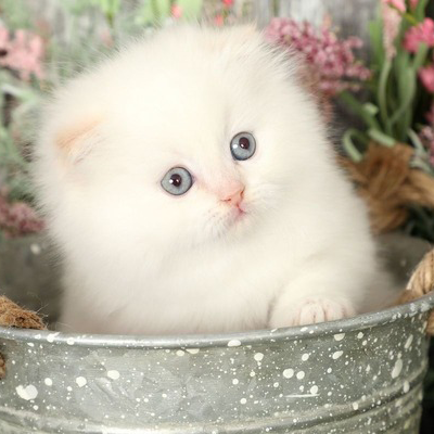 Flame Point Persian cat for sale, healthy kitten at a reasonable price.