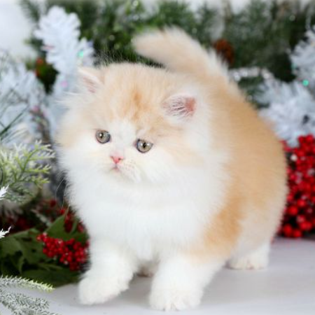 Golden and White Persian cat for sale, healthy kitten at a reasonable price.