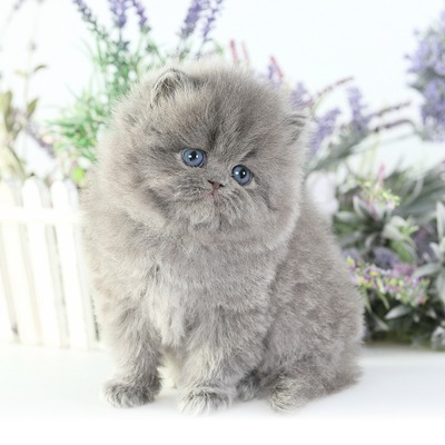 Grey Persian cat for sale, healthy kitten at a reasonable price.