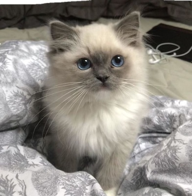 Himalayan cat for sale, healthy kitten at a reasonable price.