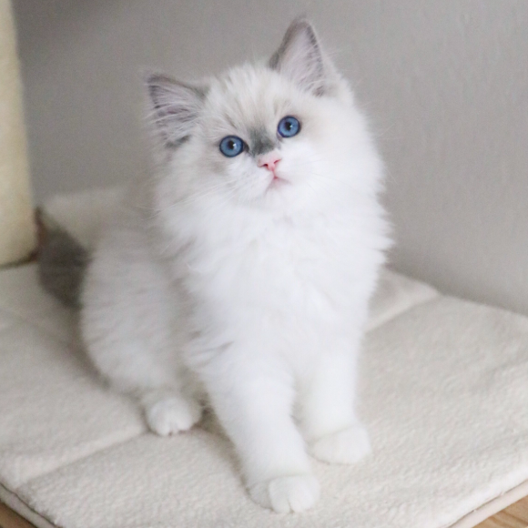 Ragdoll cat for sale, healthy kitten at a reasonable price.