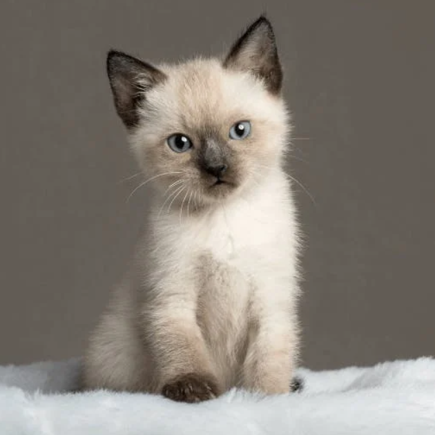 Siamese cat for sale, healthy kitten at a reasonable price.