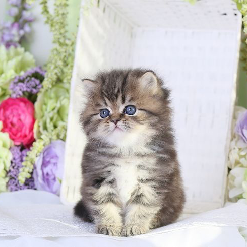 Tabby Persian cat for sale, healthy kitten at a reasonable price.