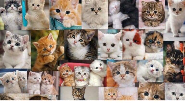 Persian Cat Price in Delhi NCR