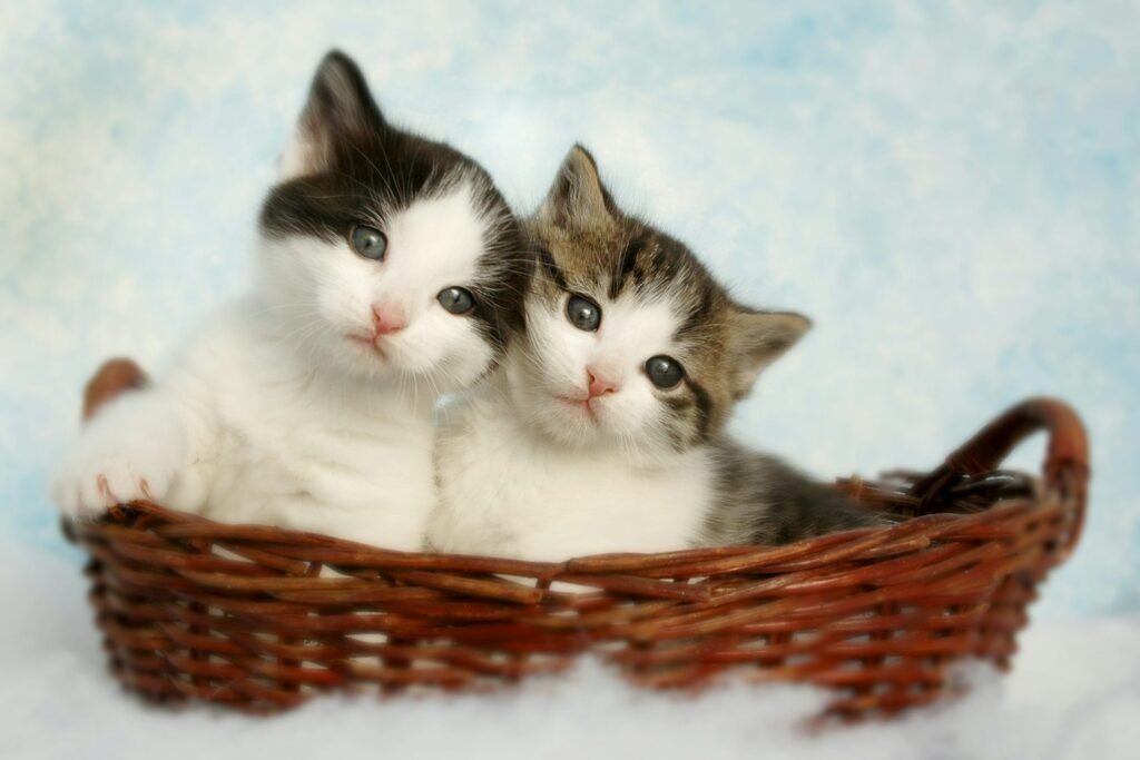 Buy a persian cat – white persian kitten from Royal Kitten