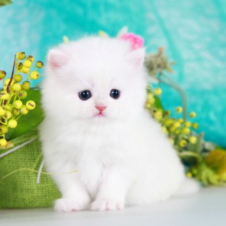 White Persian cat for sale healthy kitten at reasonable price