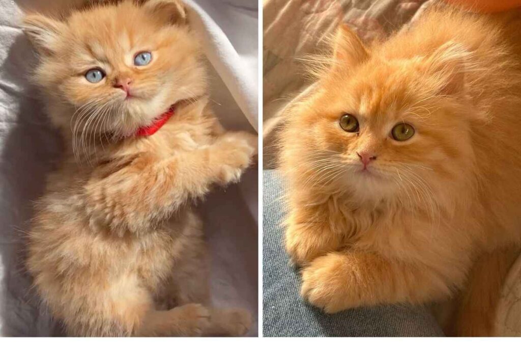 Buy a ginger Persian cat