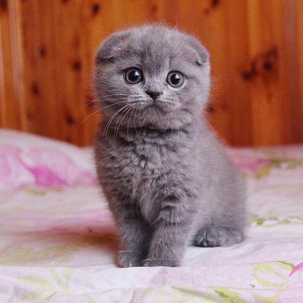 Scottish Fold cat price or cost (1)