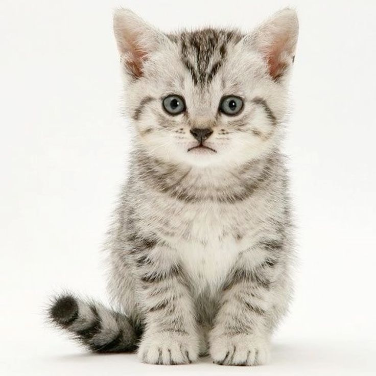 American Shorthair cat price