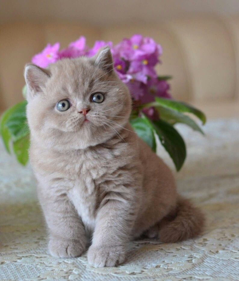 british short hair price