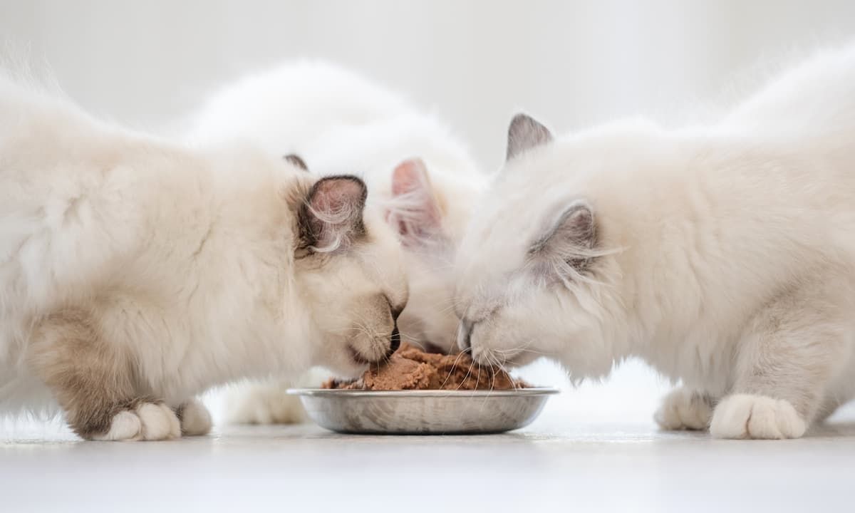 Beautiful Persian cats eating food at a Persian Cattery in India from trusted Persian Cat Breeders in India