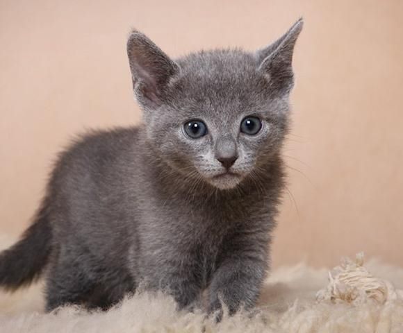 russian blue cat price