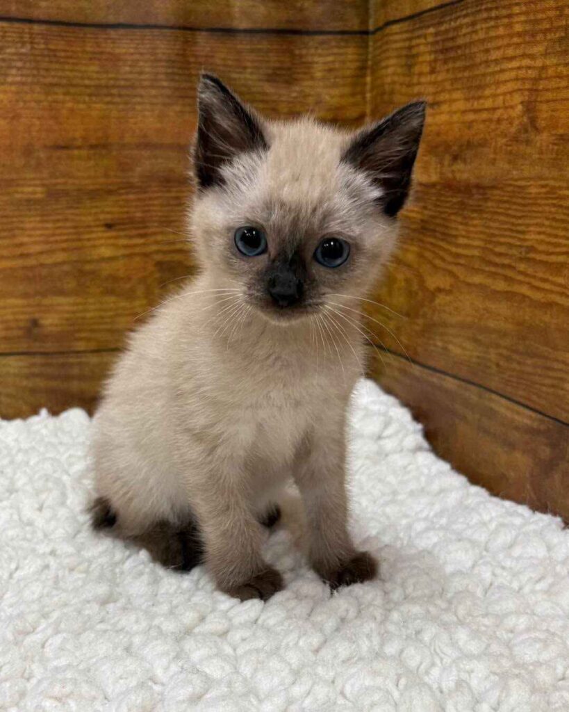 siamese cat price (1)