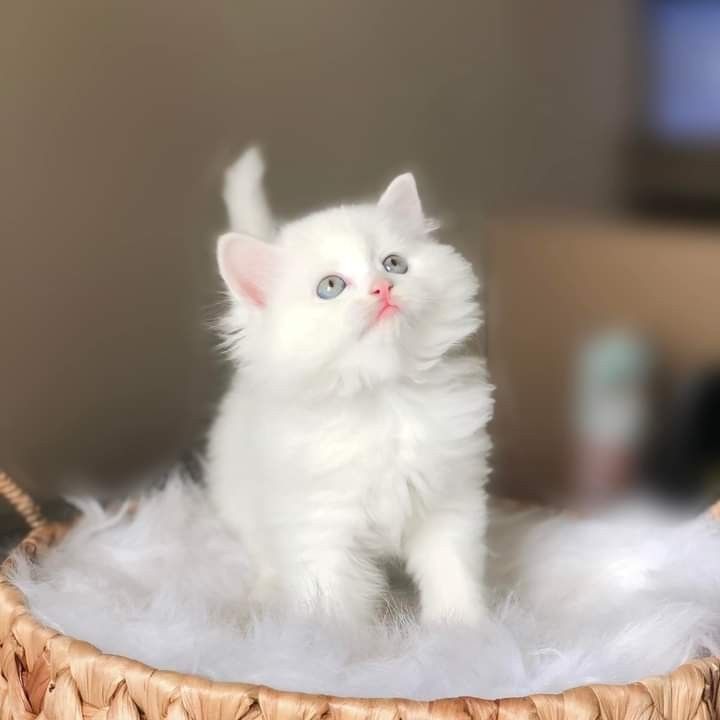 persian cat price or cost