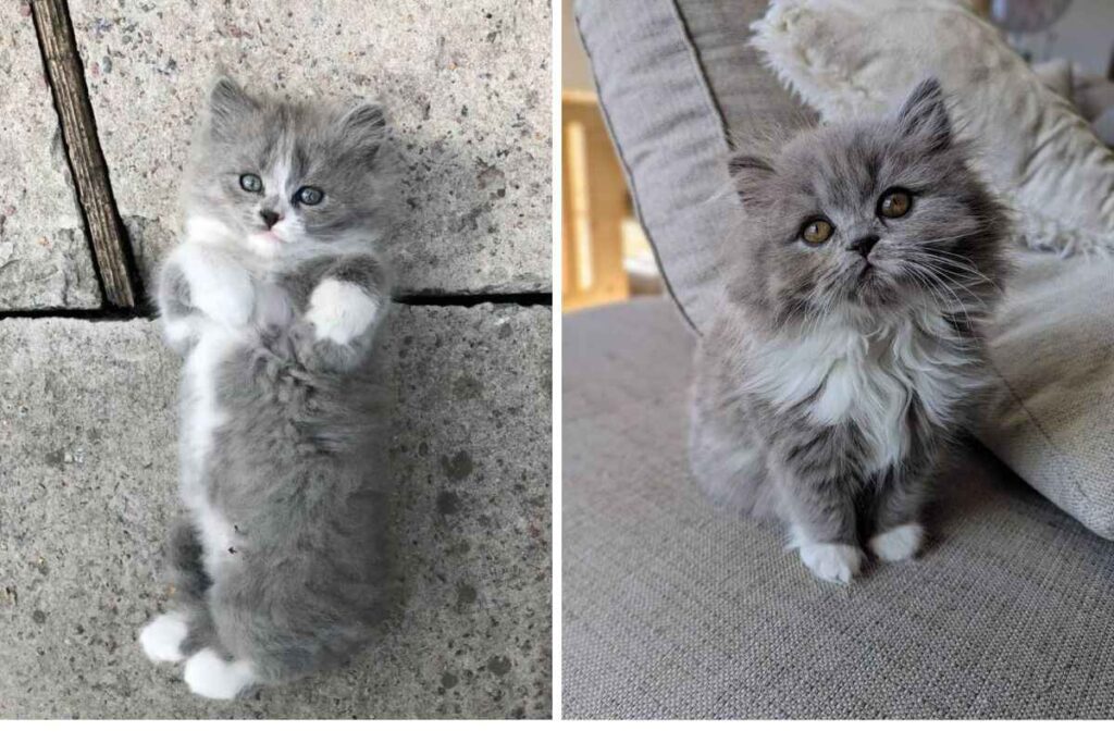Buy Grey and White Persian Cat and Grey and White Persian Cat for Sale
