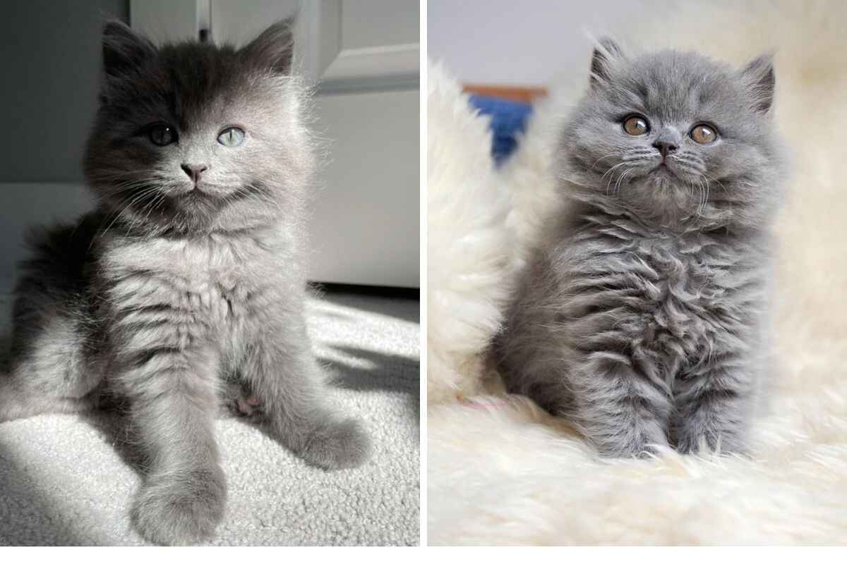 Buy Grey Persian Cat and Grey Persian Cat for Sale
