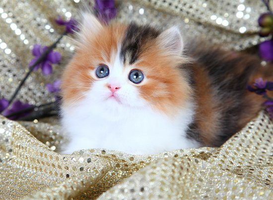 calico persian cat for sale in noida