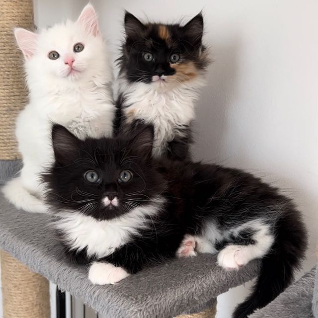 doll face Persian Cat Breeders in Delhi NCR