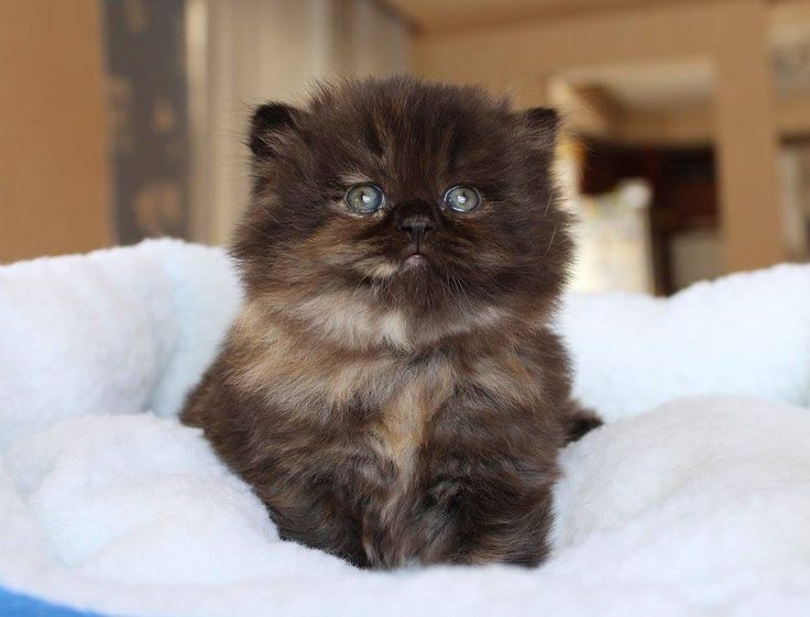 Flat Face Persian cat for Sale in Noida