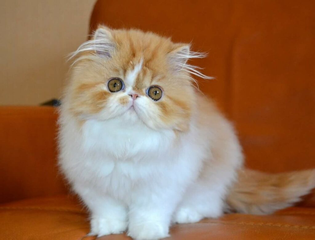 bi colour Persian Cat Shop in Delhi NCR