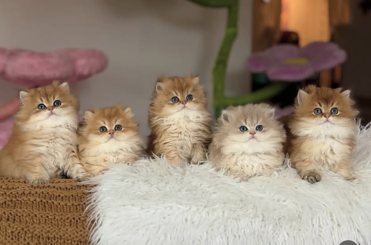 persian cat price in delhi ncr fluffy persian kittens