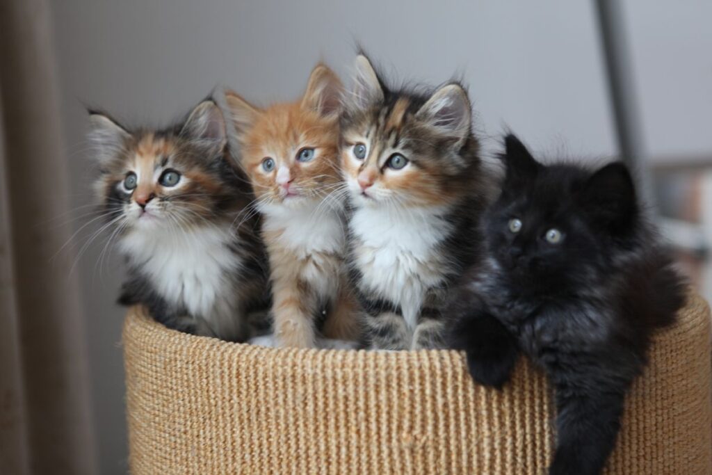 Doll Face Persian cat for Sale in Noida
