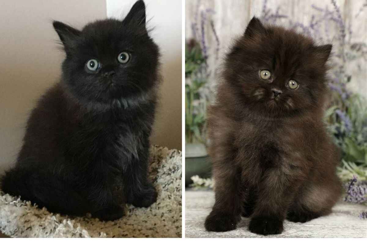 Black Persian Cat for Sale