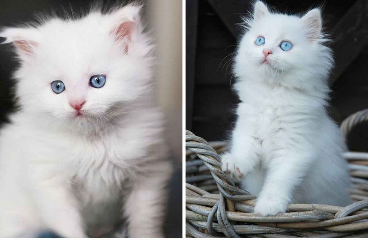 Blue Eyes Persian Cat for Sale | Buy Blue Eyes Persian Cat