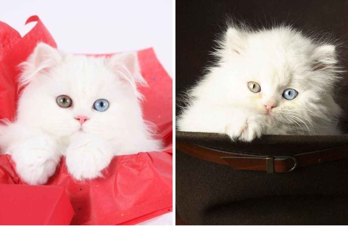 Odd Eyes Persian Cat for Sale in India – Buy Pure & Healthy Kittens