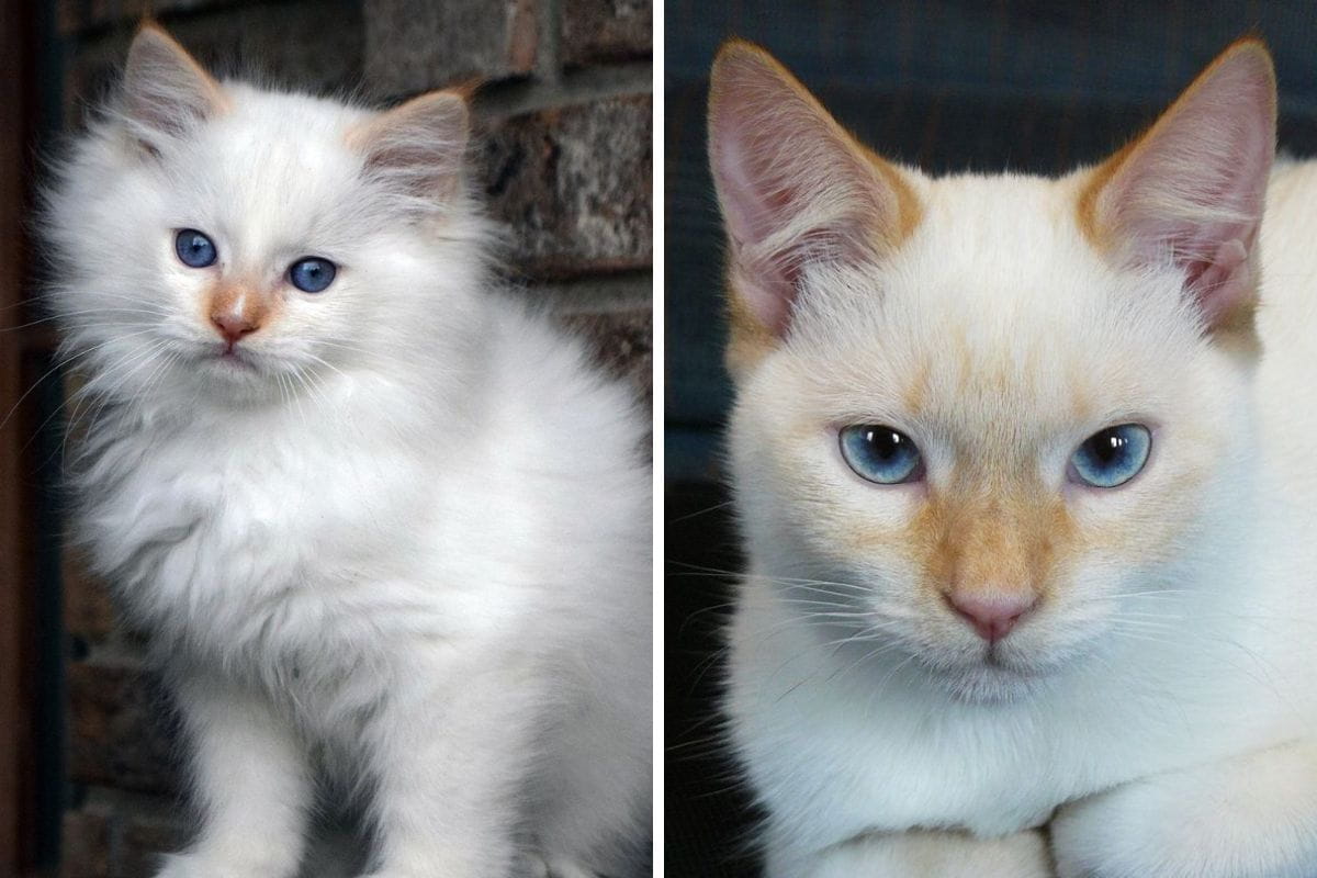 Flame Point Cat for Sale | Buy Purebred Flame Point Kittens