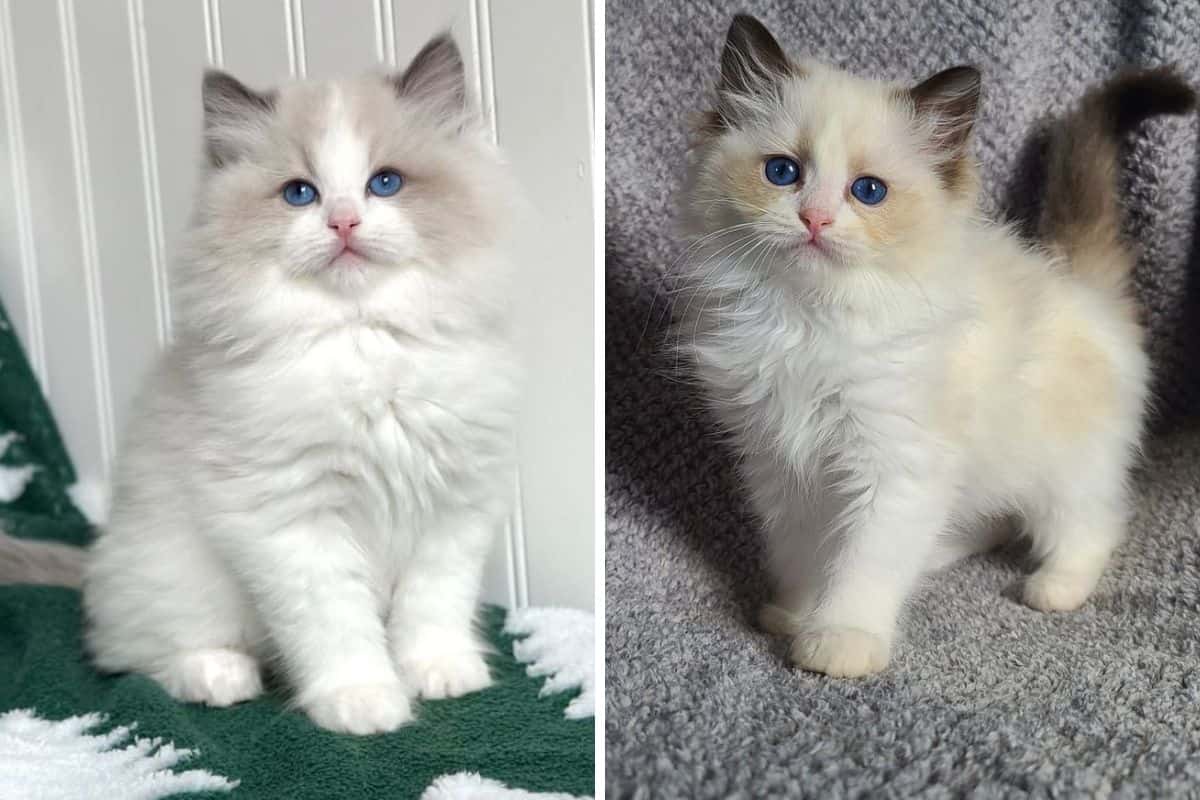 Ragdoll Cat for Sale in India