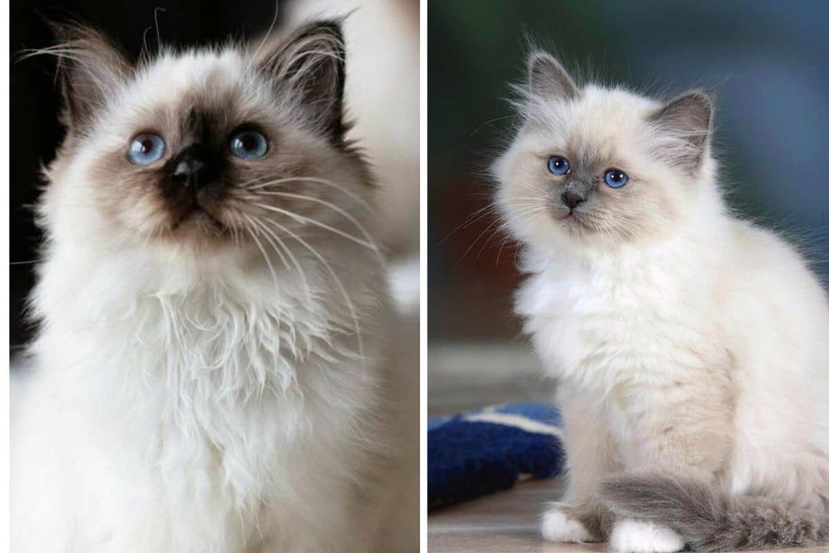 Himalayan Cat for Sale in India | Trusted by 5000+ Families