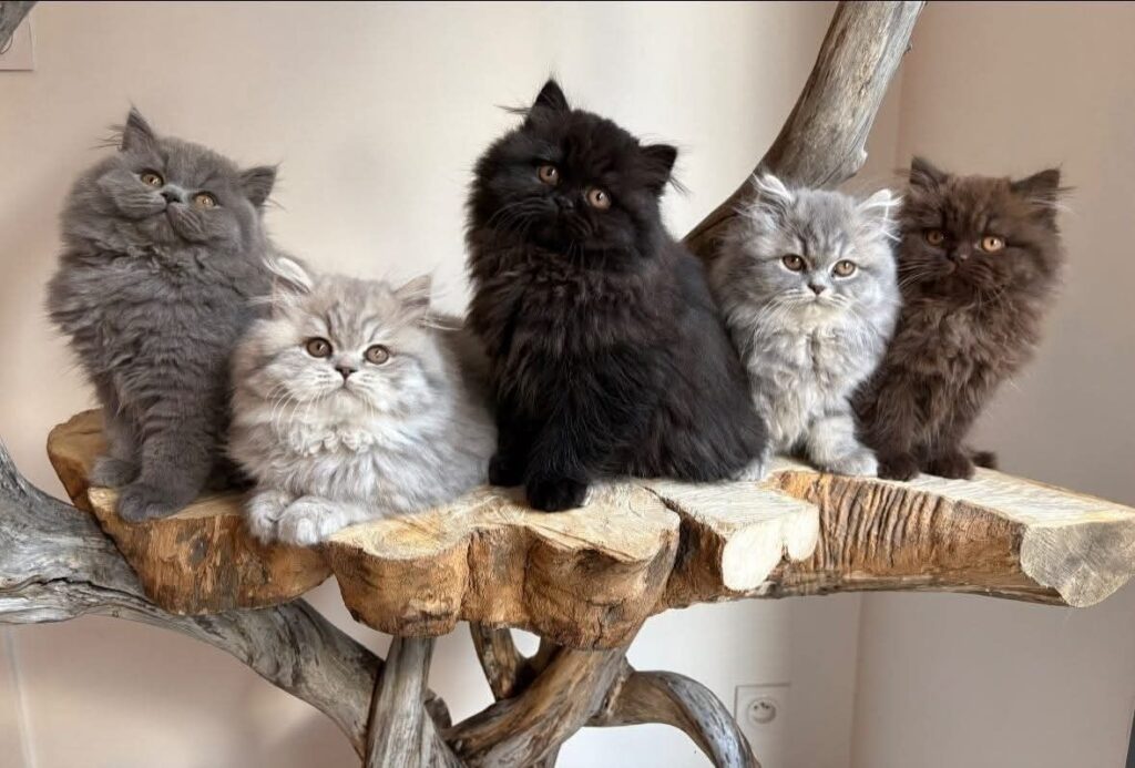 cat for sale in Gurgaon