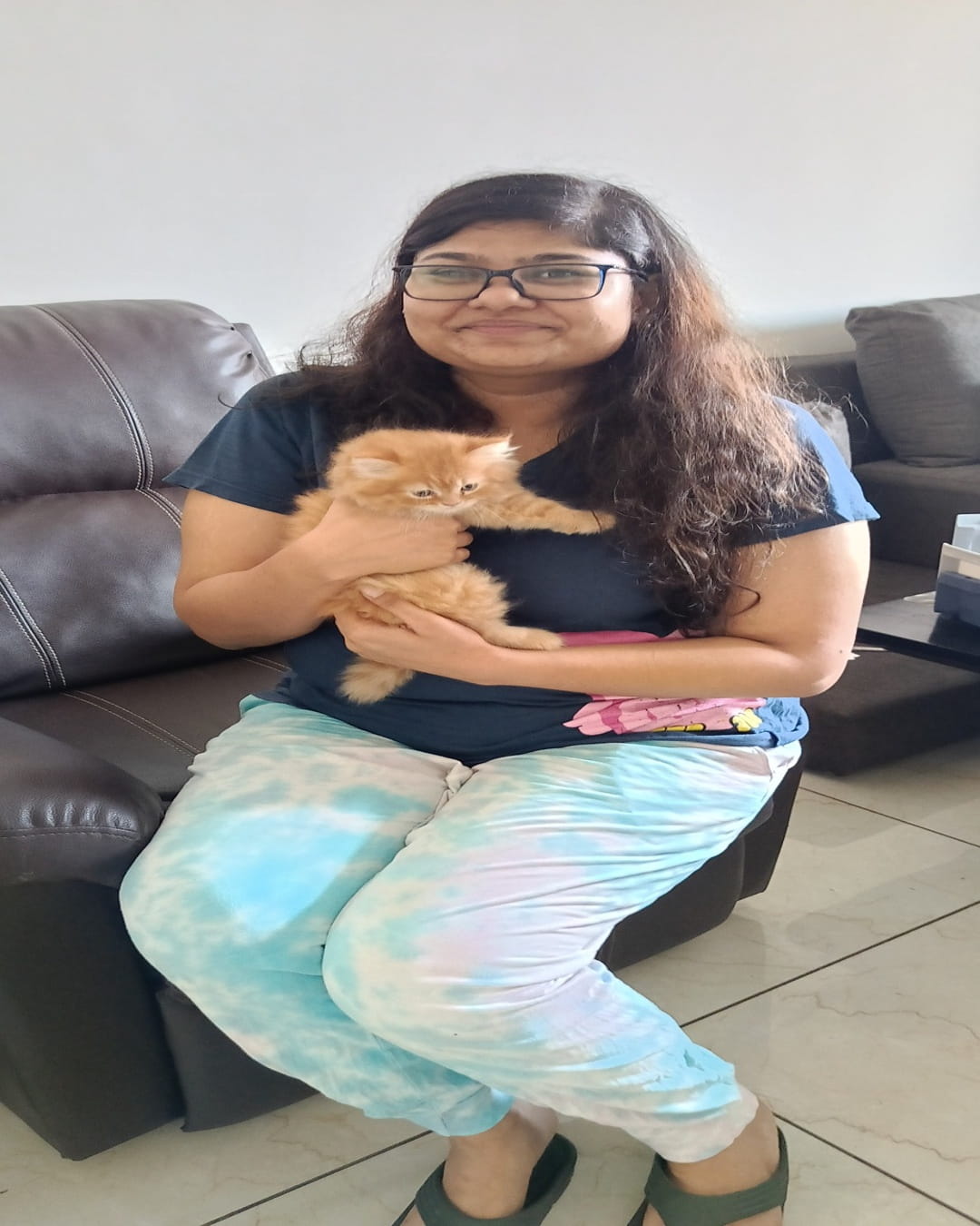 Buy a Cat Online in India | Healthy Cats for Sale at Best Prices