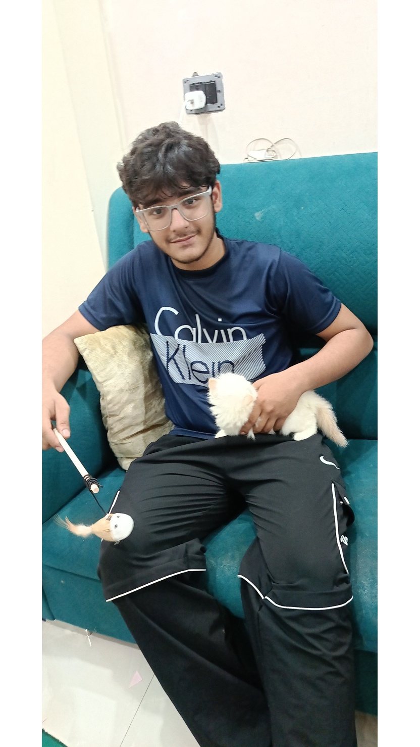 long hair british shorthair kitten for sale – premium british shorthair india