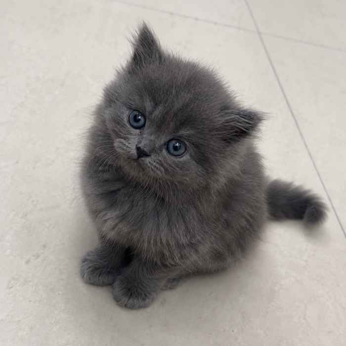 Russian Blue kittens for sale in Delhi