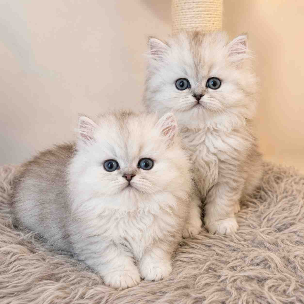 Chinchilla cat for sale in Delhi