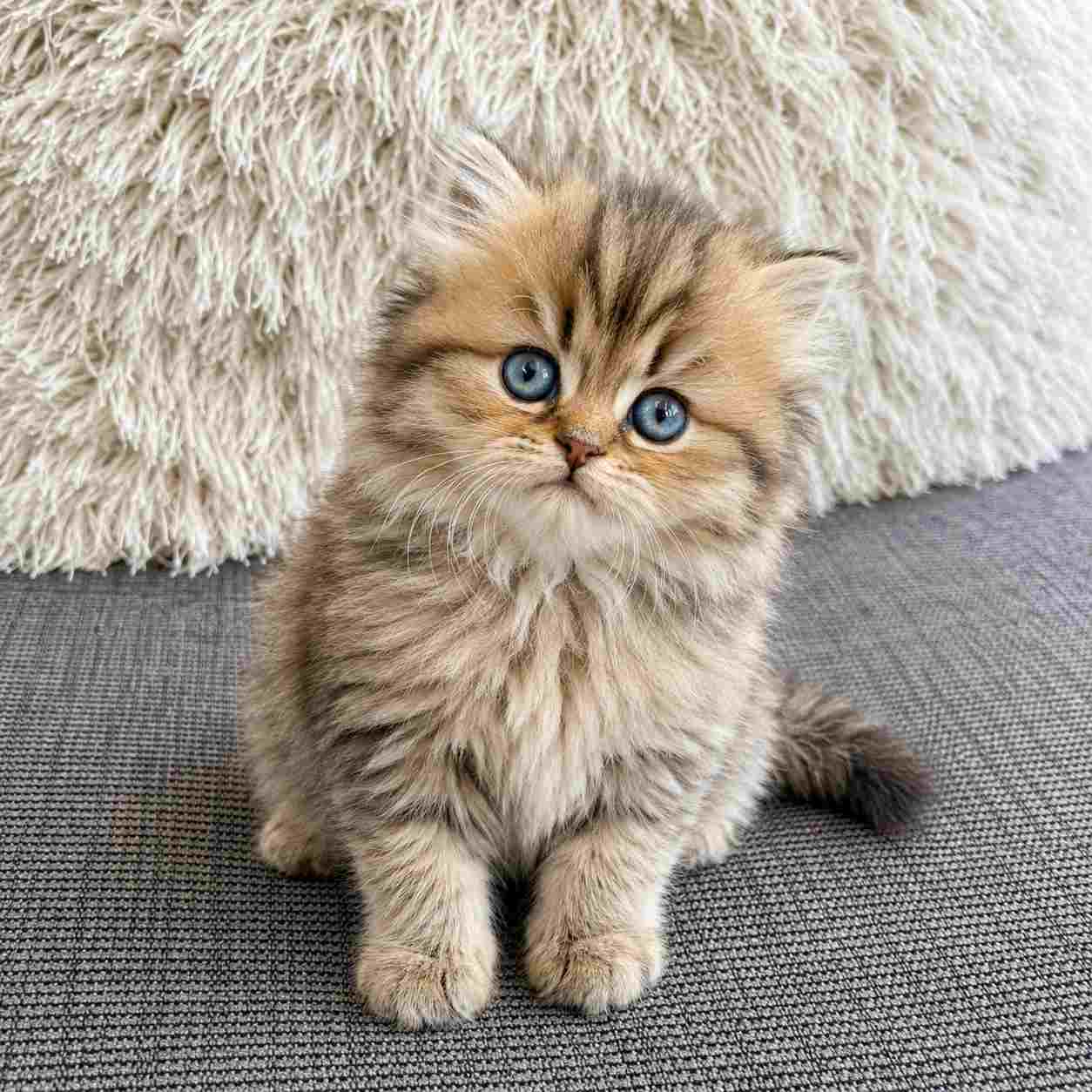 Chinchilla cats for sale in Delhi